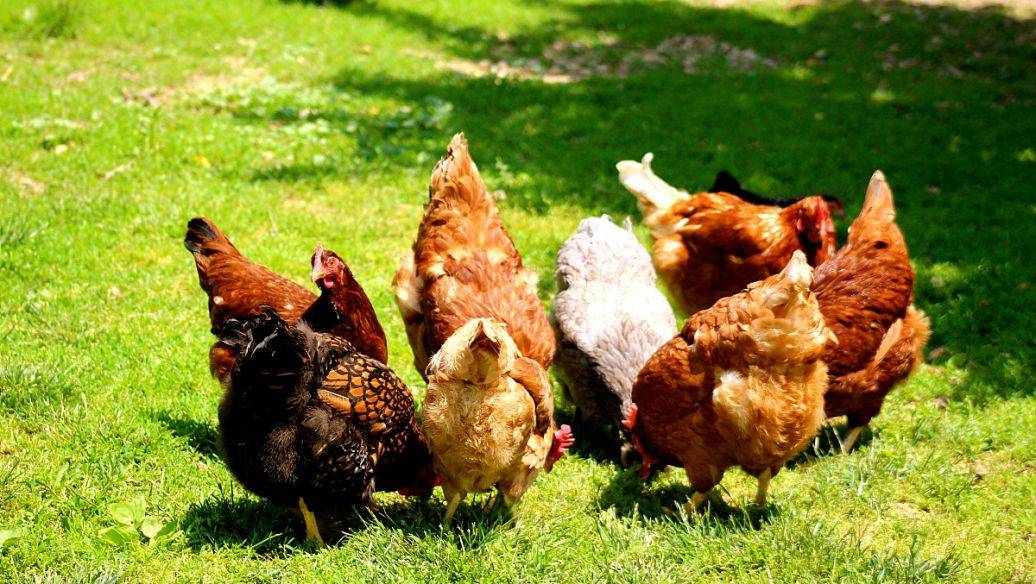 文昌鸡与天赐村名称来历不凡.