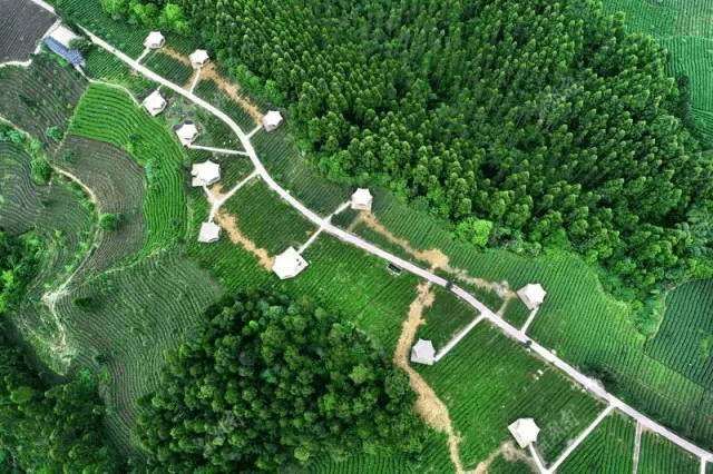 雅安牛碾坪万亩茶园