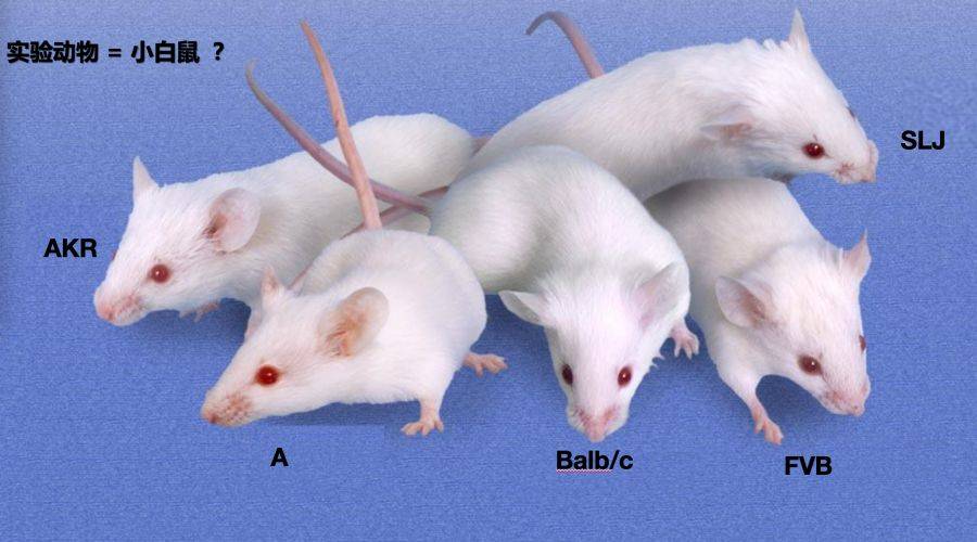 高度免疫缺陷 npg小鼠研究-飞凡检测_rgtm_细胞_nod-scid