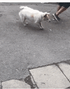 狗狗追尾吧 dfa557dde25e4f6aa84e1d549db2b355.gif