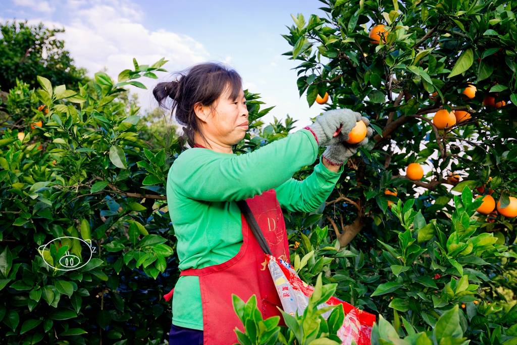 每年11月开始正是脐橙成熟的季节,一个月采摘期,元旦前就会结束,现在