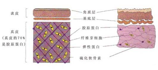 科技科技护肤与护肤黑科技——皮肤衰老的秘密