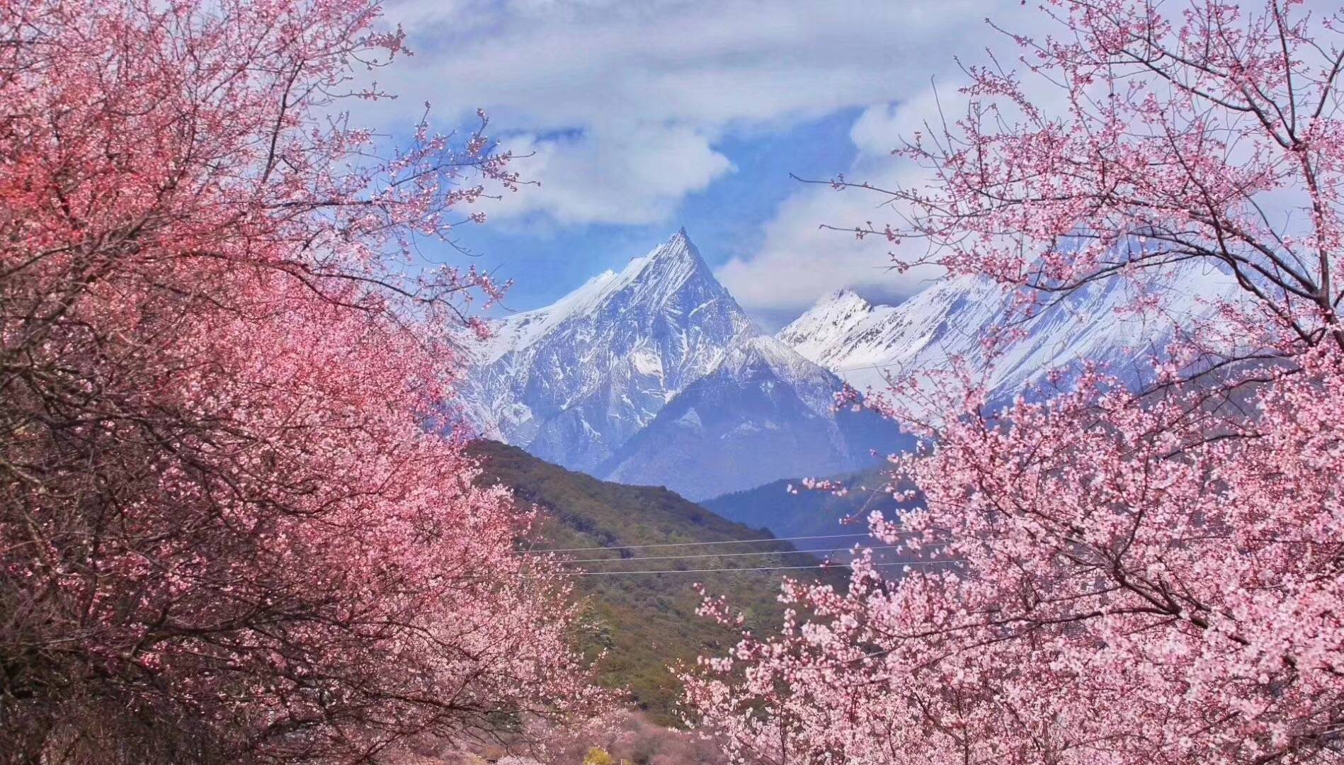 三月份去西藏合适吗？三月份去西藏有什么好看的？林芝桃花节攻略！