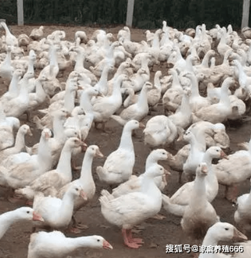 鹅得了黄病毒有什么办法治鹅黄病毒的表现症状