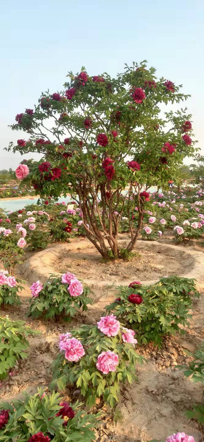 山东菏泽——牡丹培育基地_品种_种植_花卉