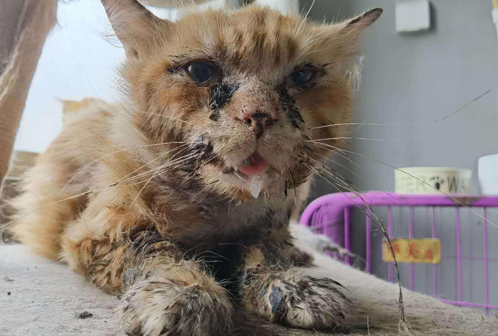 猫杯状病毒自然痊愈图片