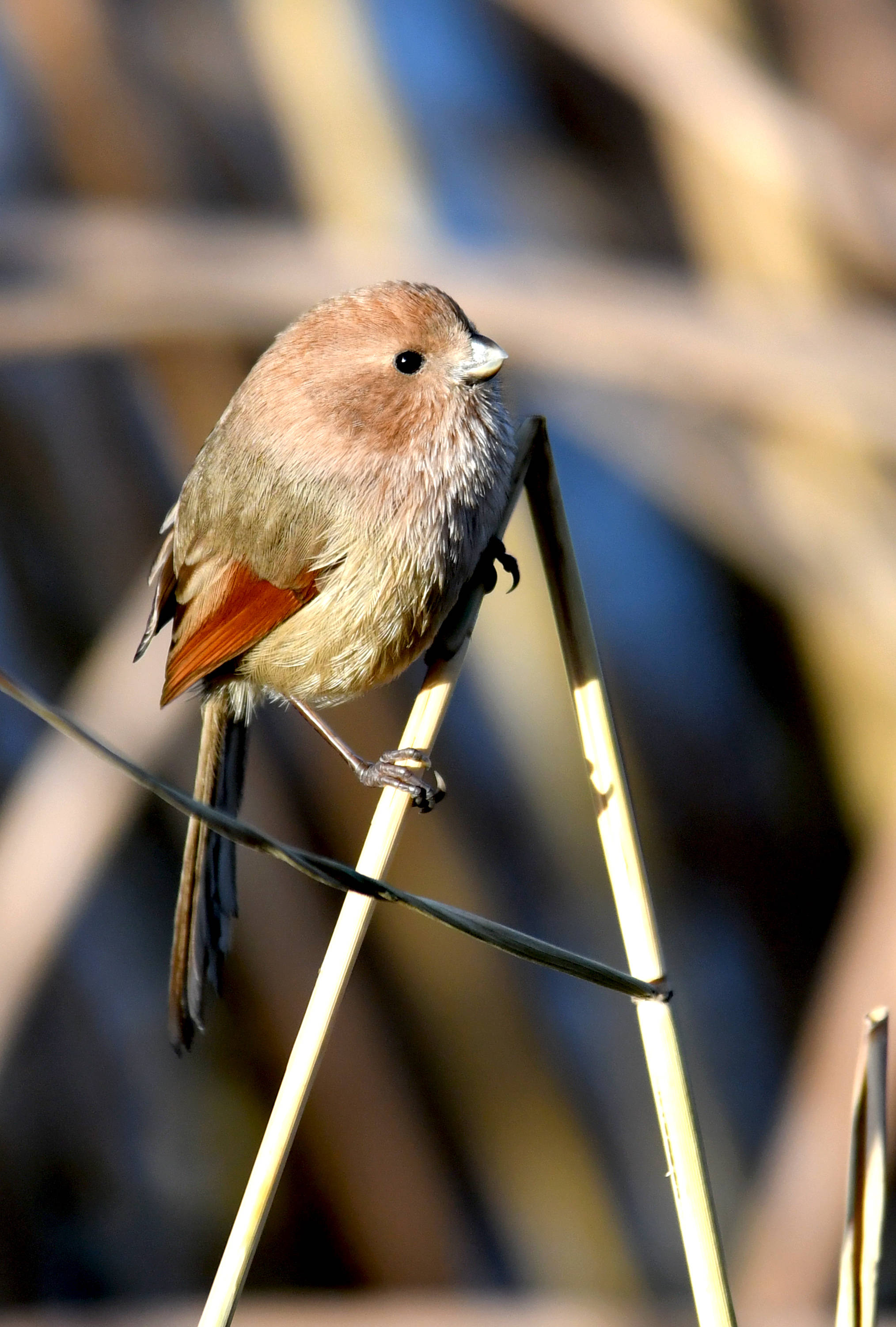 棕头鸦雀人工繁殖图片