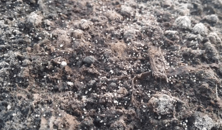 羊肚菌原基不分化的原因