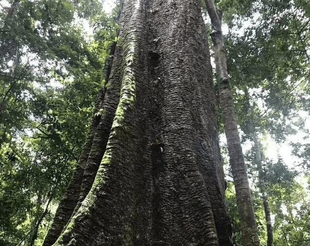 福建老板真会做生意，来非洲游玩都不忘带一棵木头回去，加工后全城人都来看