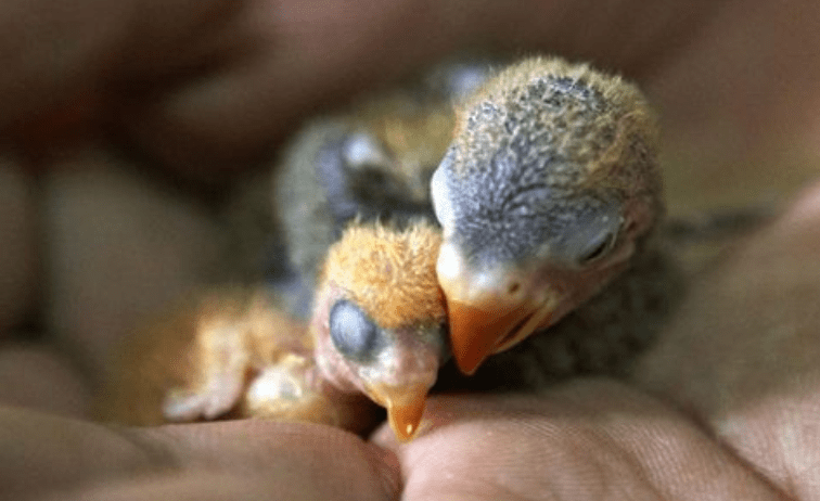 怎么养虎皮鹦鹉最好的方法 1b319355aac44377b330ba7e455a6ce3.png