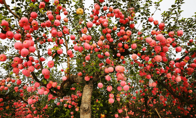 苹果树如何科学施肥助力高产