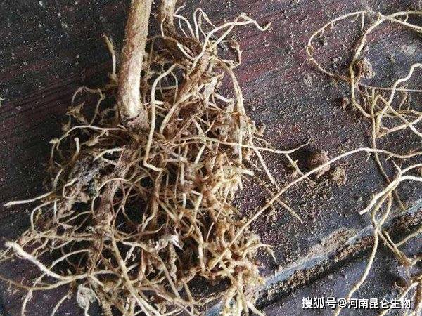 根結線蟲危害哪些作物發生線蟲病怎麼判斷根結線蟲防治技術