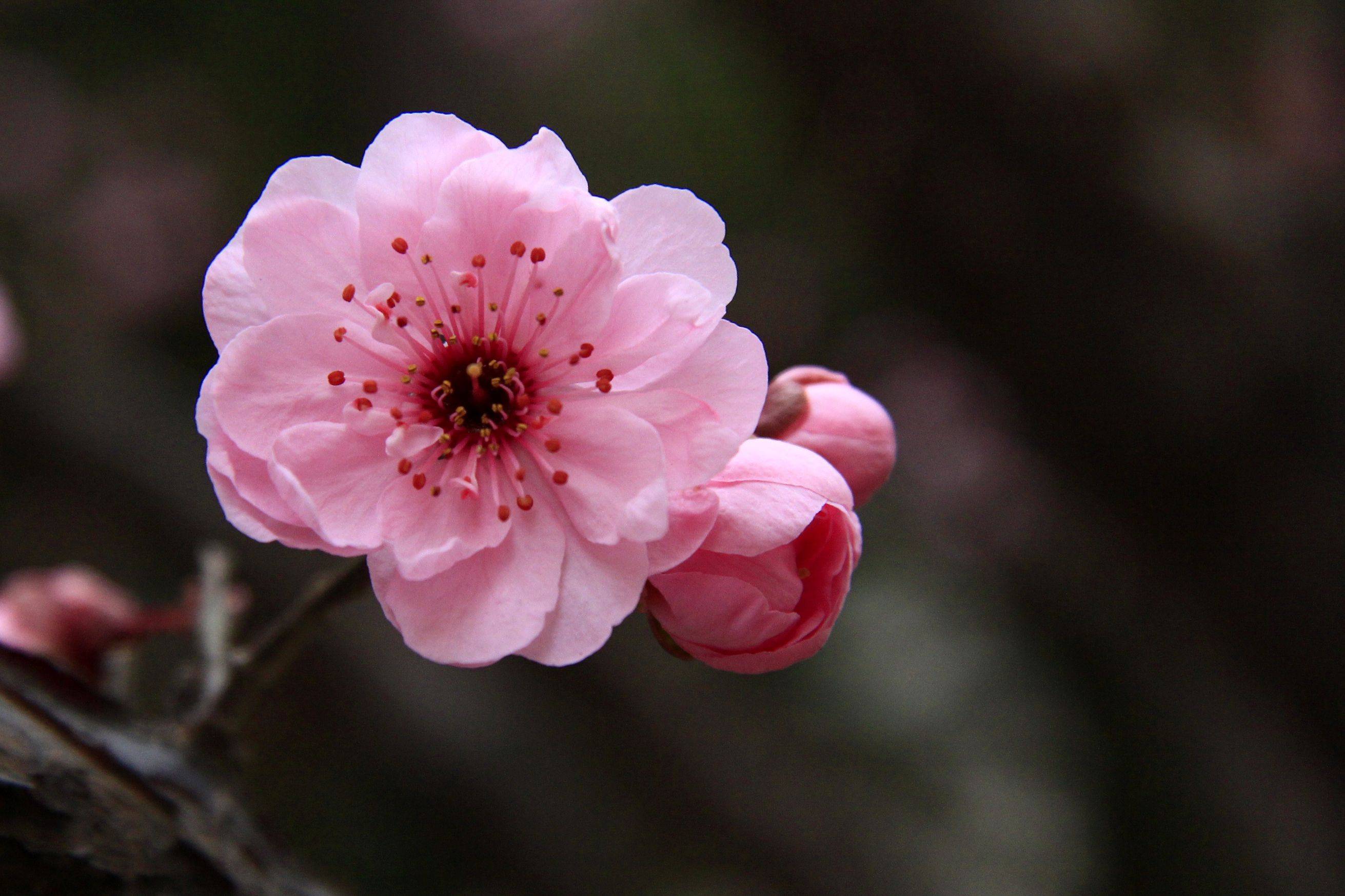 梅花的雌蕊图片