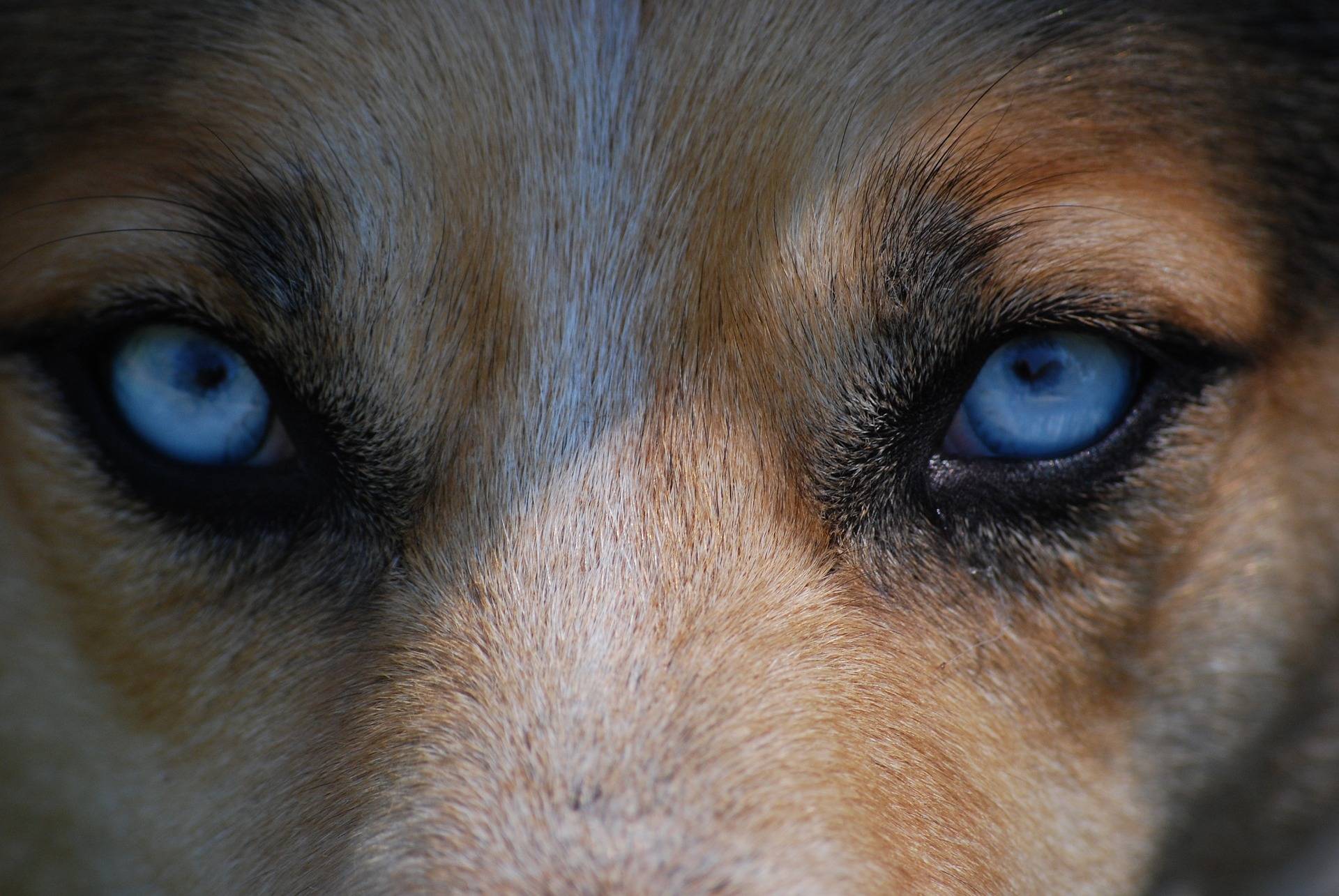 狗狗的眼睛特写图片