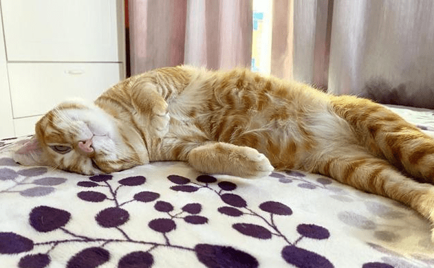 原创公猫母猫早已分房饲养母猫却怀孕原来它们竟开凿出一条隧道