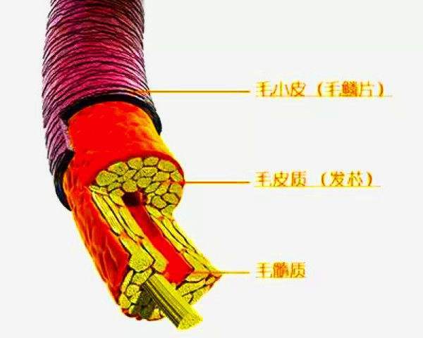 重量将头发挂在地铁扶手上荡秋千，成年人的头发能承受多重的重量？