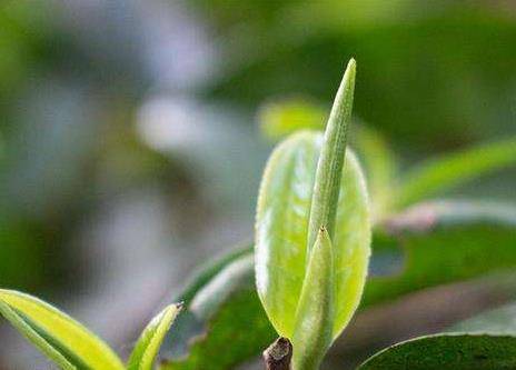 福鼎|解密：茶毫是什么？白茶的茶毫为什么这么多？有何作用？