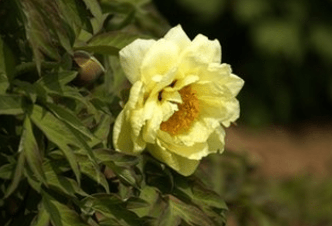 2月9日 2月19日 升职加薪 好运加持 一生福气旺旺的3大生肖 生活 财富 收入