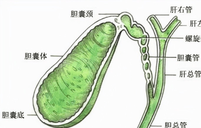 胆囊息肉治疗不手术!吃中药解烦忧