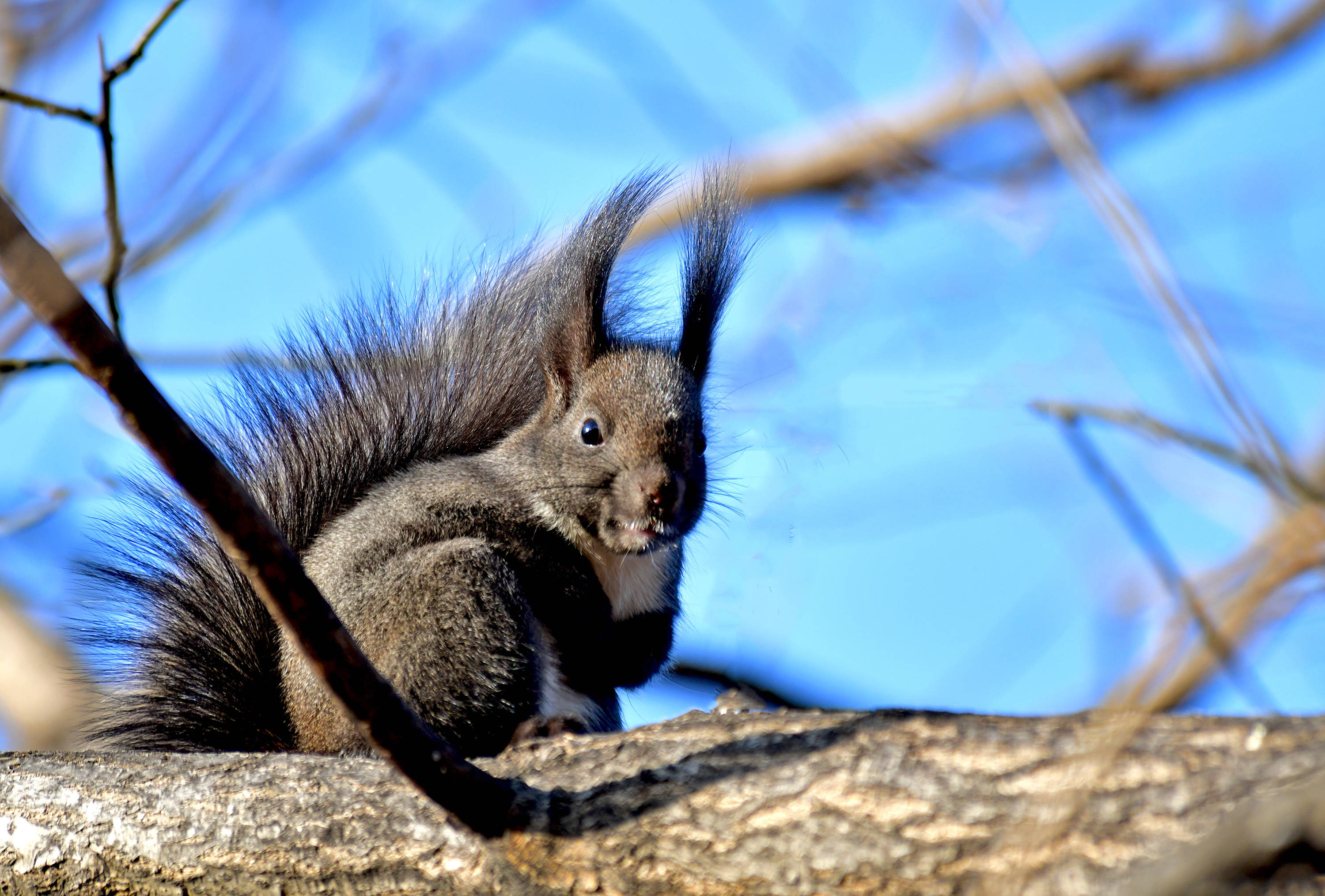 冬日暖阳下的黑松鼠_保护_地面_中国
