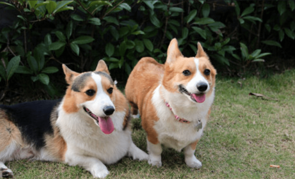 饮食|养宠日常：狗狗不吃东西怎么办啊 如何帮助狗子恢复干饭魂？