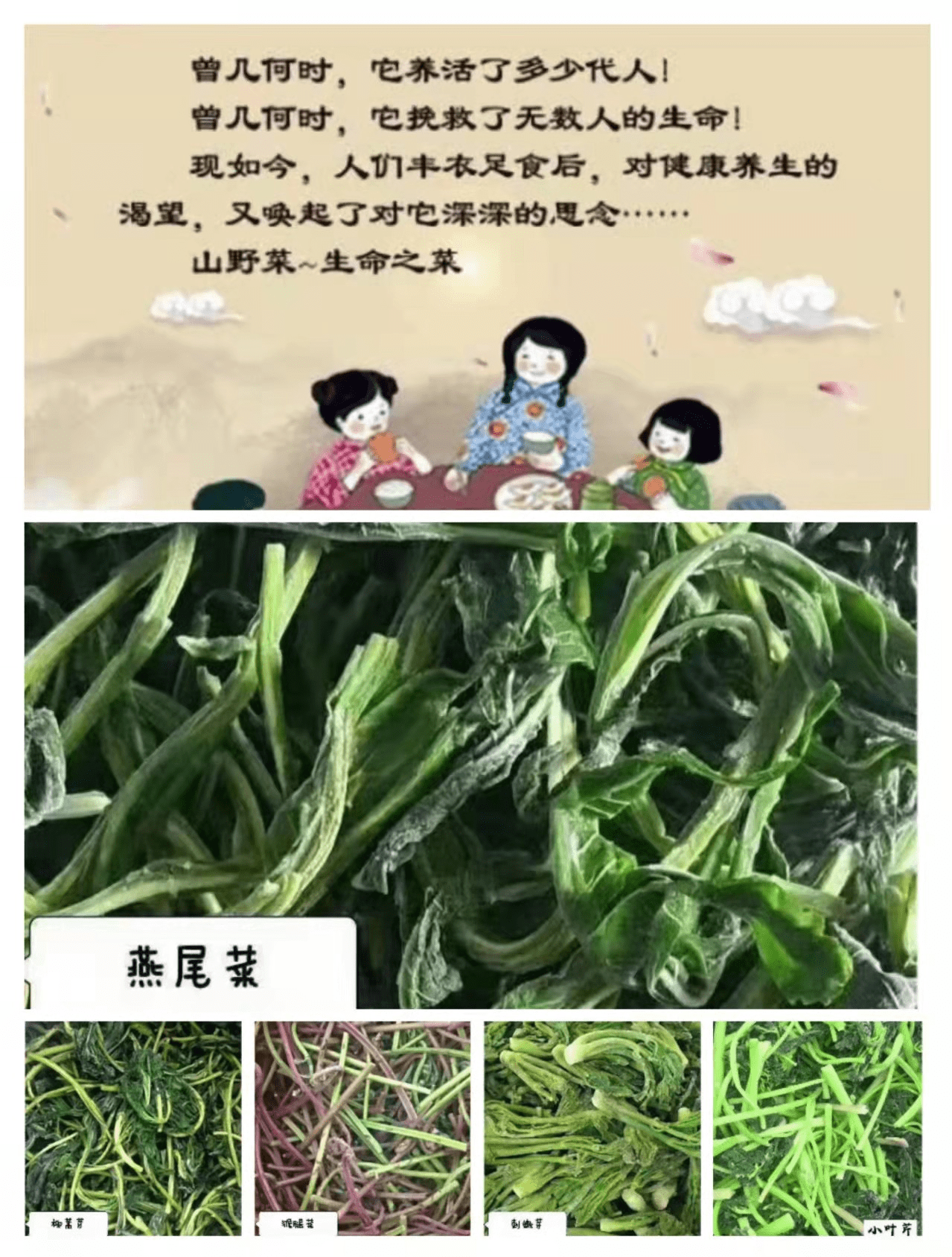 山野菜_生产_伊春市