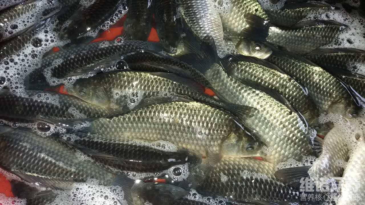 鲫鱼常吃的饲料如何配?鲫鱼的养殖方法_营养_配方_肠道