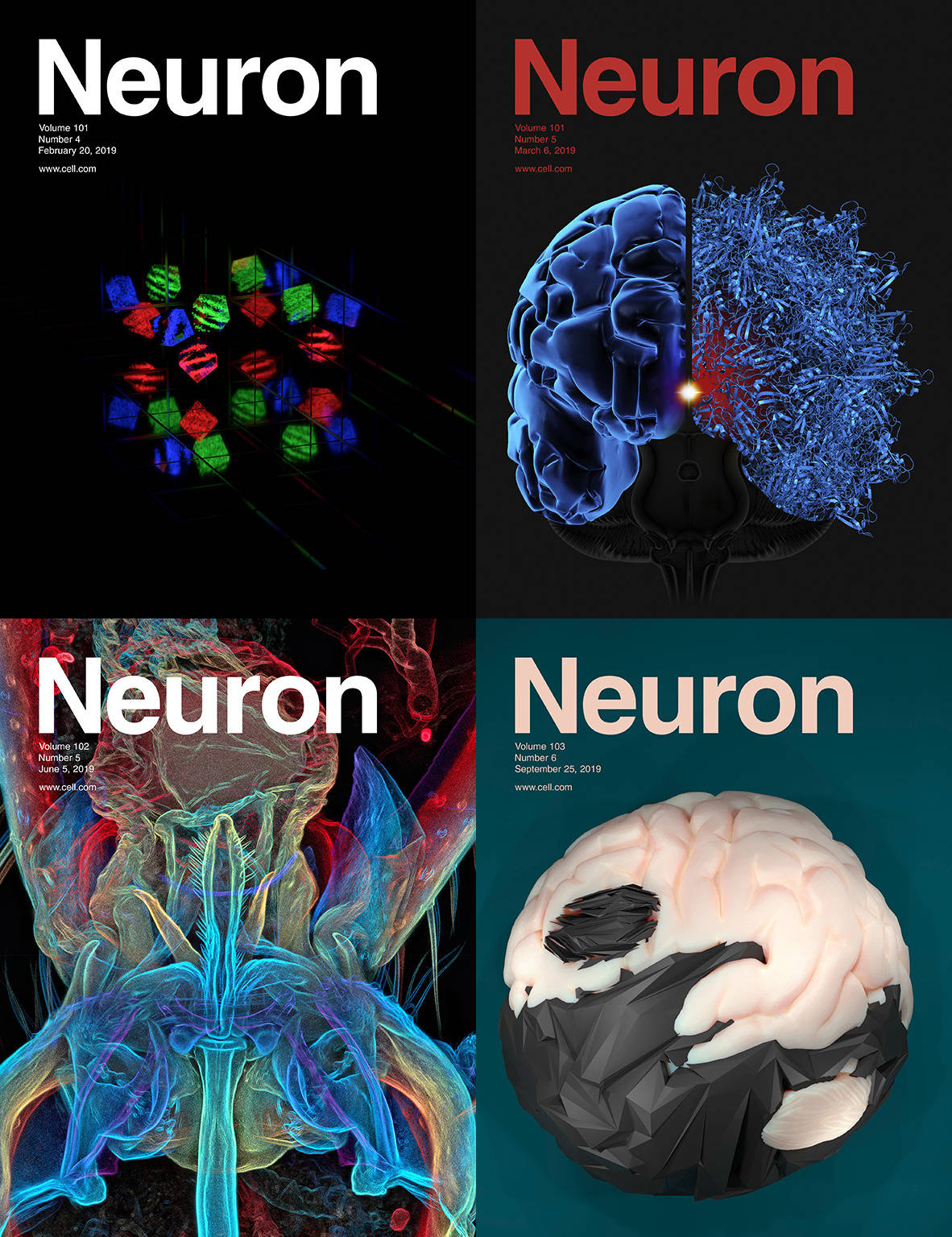 neuron杂志图片