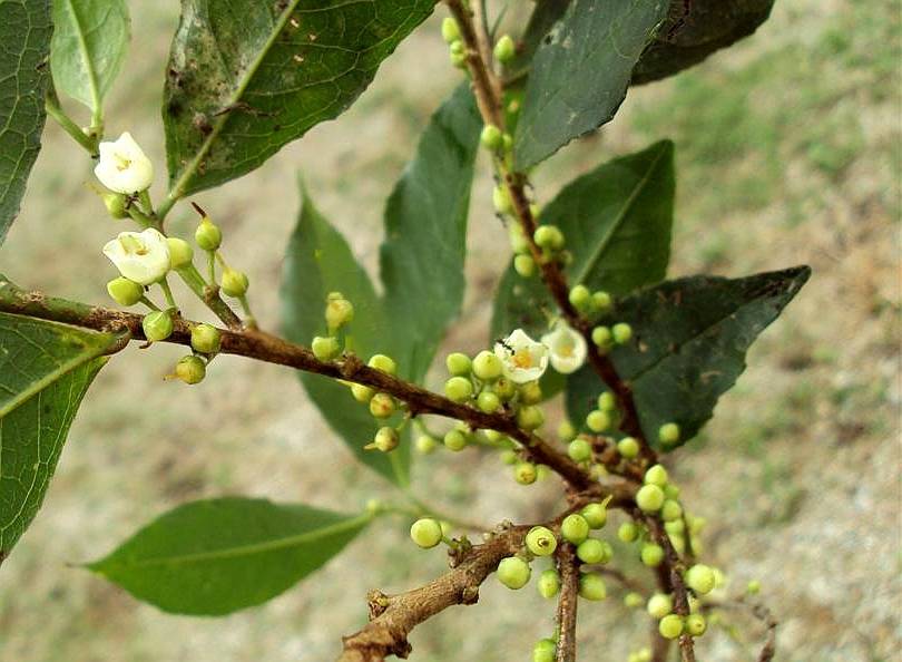 中国特有的单种属植物猪血木