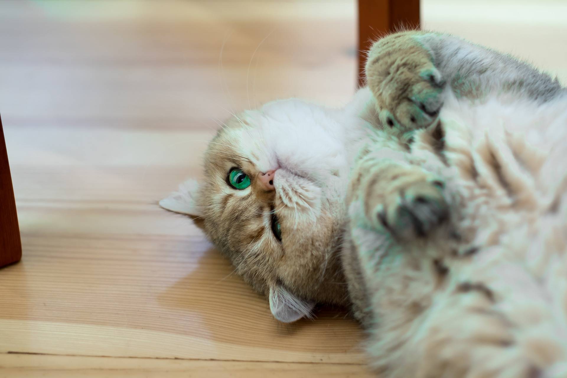猫咪喜欢趴在主人腿上可能有这几点原因