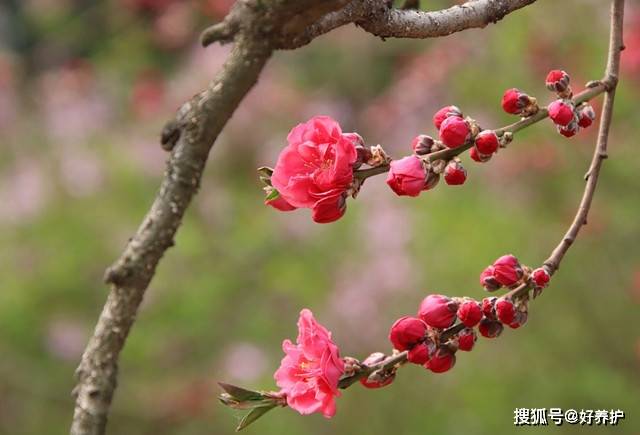 桃花|桃花十大观赏品种，哪一种更美？