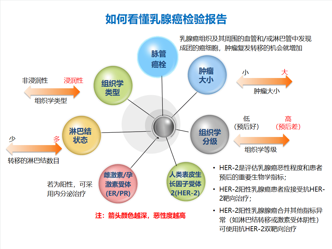 ①乳腺組織病理學相關分子標誌物——er和prer表示雌激素受體,( )表示