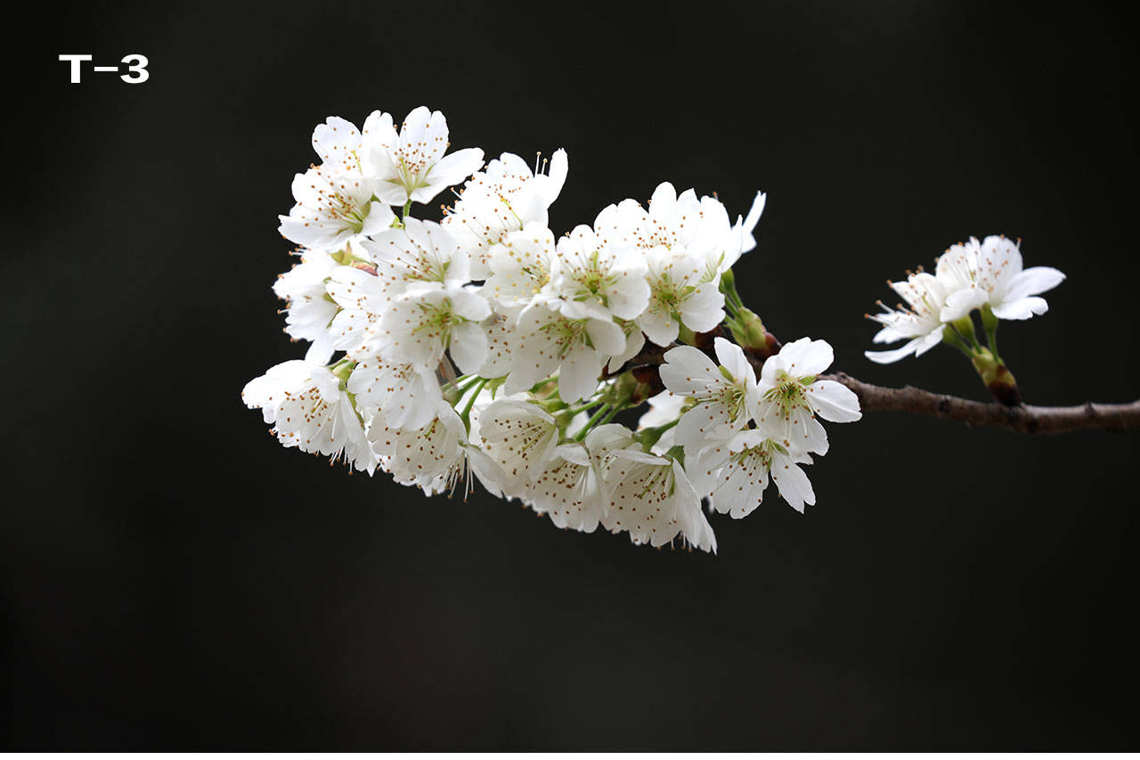 特征|哪个是樱花，哪个是樱桃花？你能否分清？