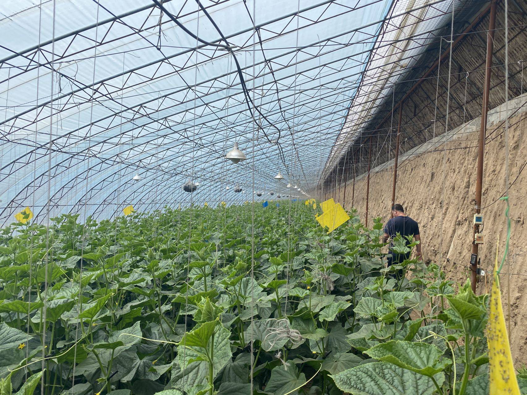 温室花卉-黄瓜对比_种植_大棚_消毒液