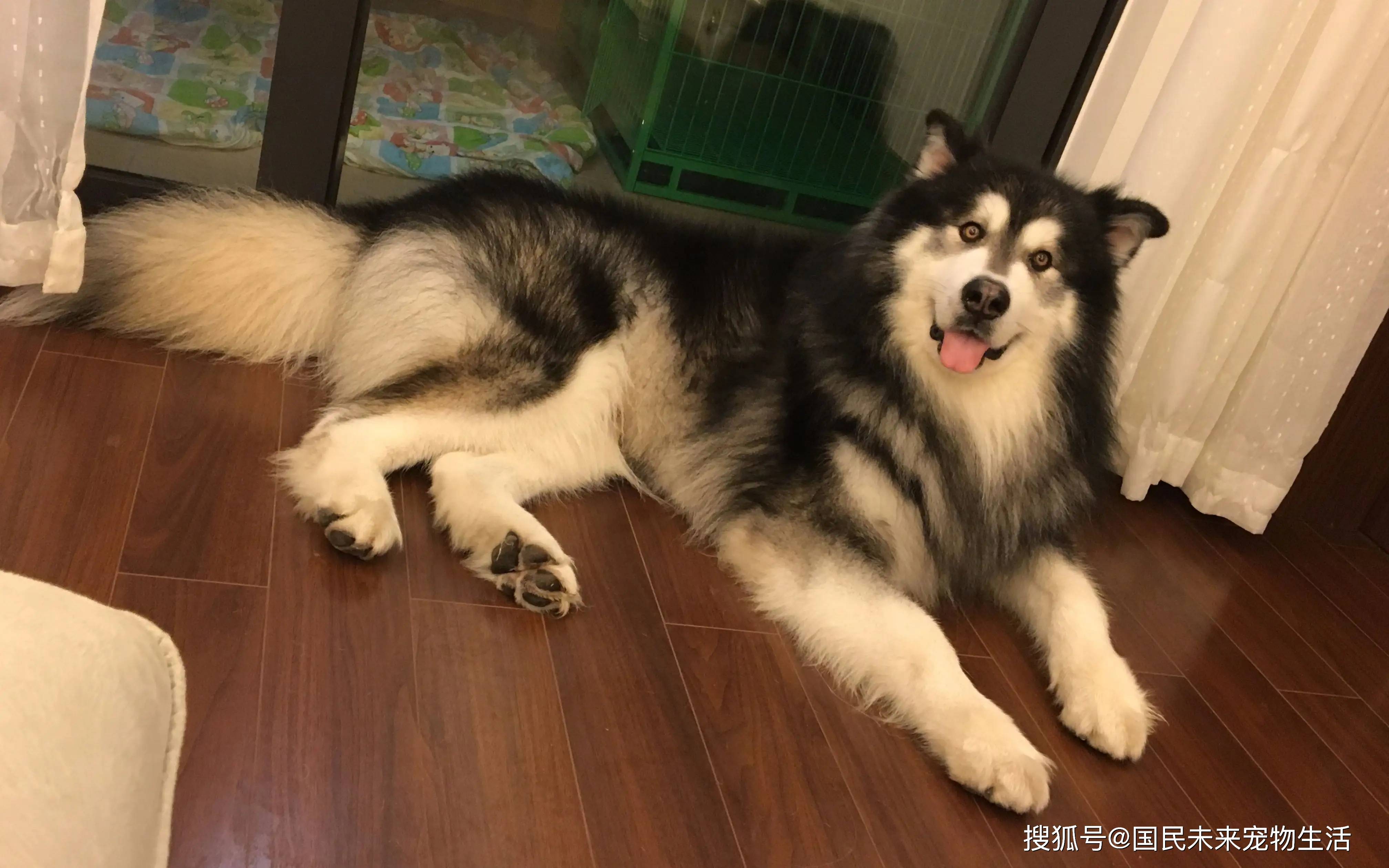 养大型犬好还是小型犬好 谁养谁知道 我委屈但我不说 萨摩耶 狗狗 体积