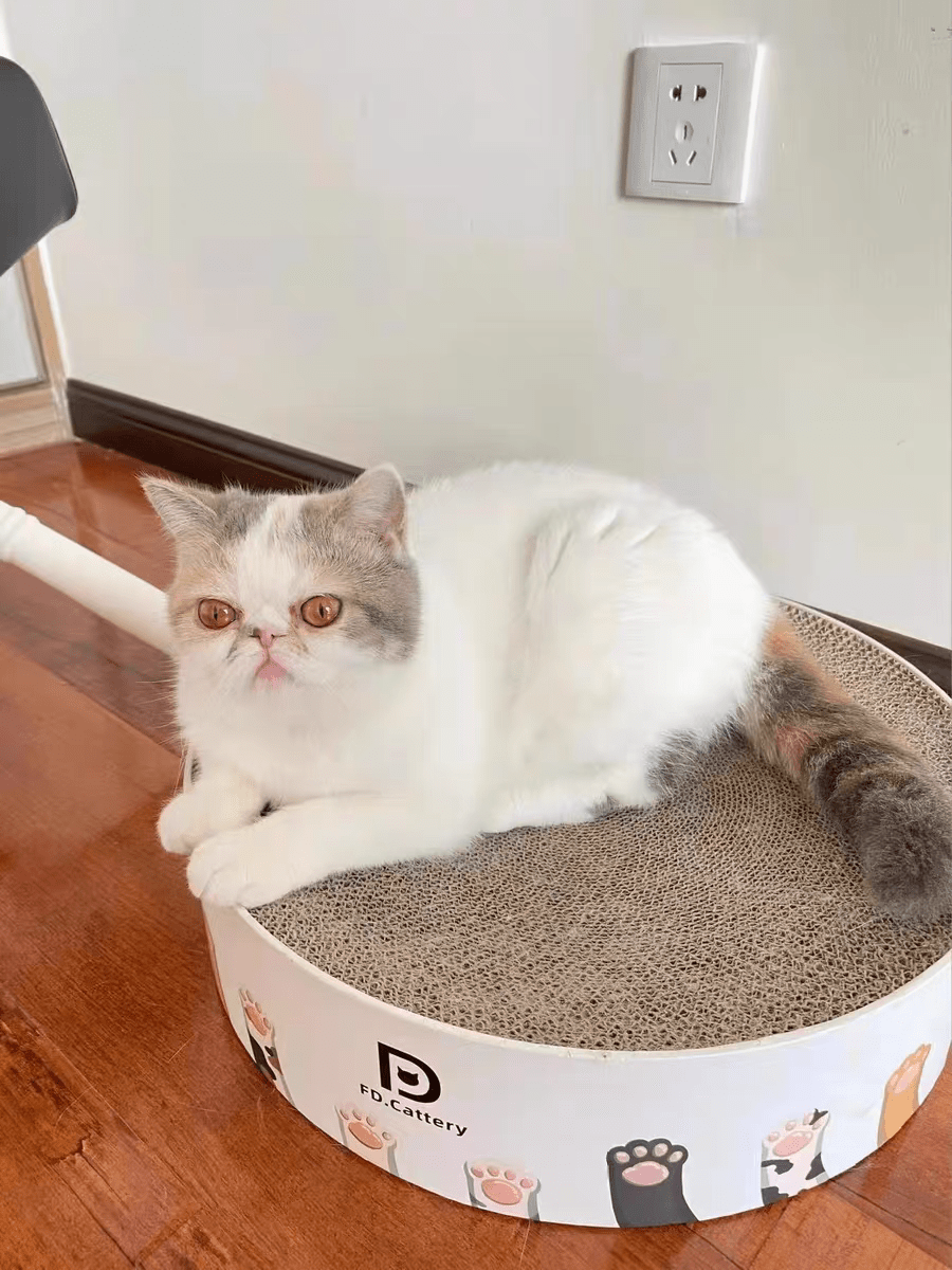 品牌加菲猫吃什么牌子猫粮好？这种猫粮越吃越健康