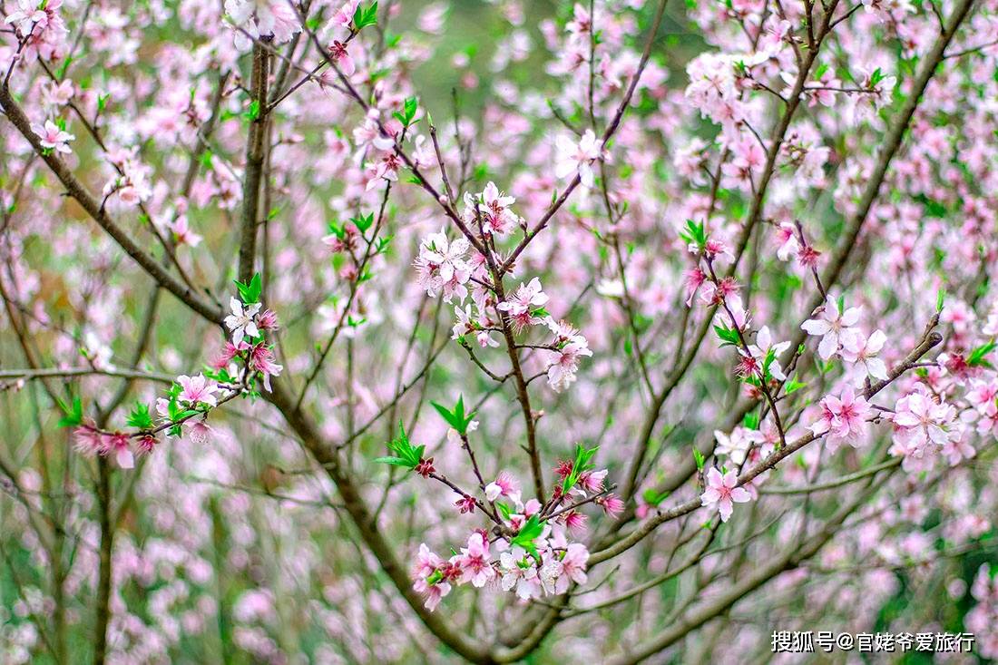 生活|三月游婺源，遇见厚塘庄园，把春天带回家