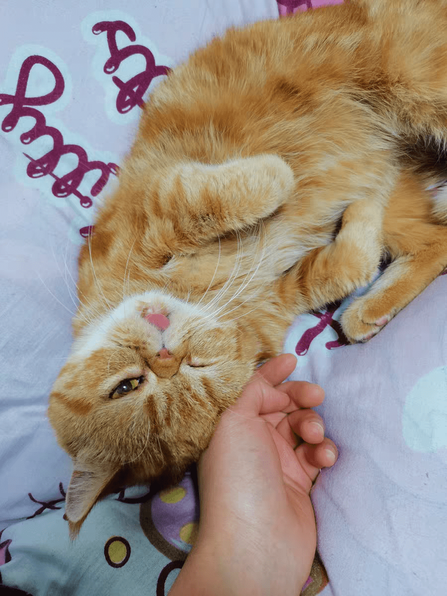 品牌加菲猫吃什么牌子猫粮好？这种猫粮越吃越健康