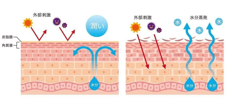 皮膚屏障有多重要?你該知道真相了!_細胞_角質_油脂