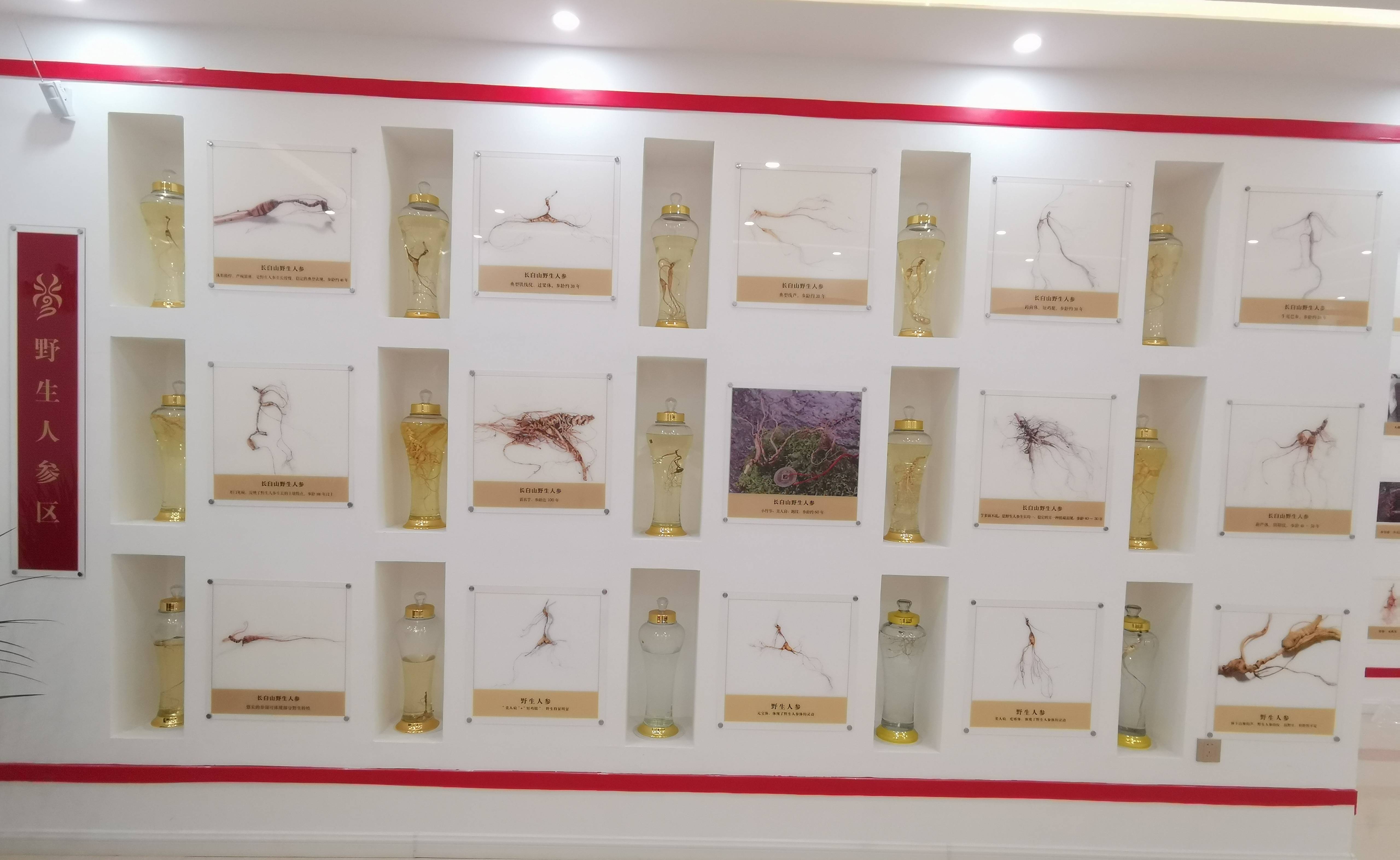 保留标本的鲜活状态,通过底部射灯充分展示了野山参的特征,旁边配以