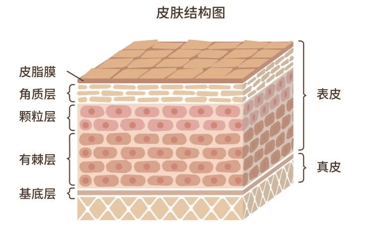 皮肤生理学皮脂膜图片