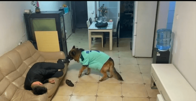 糯米:既当保姆又当保安,还是警校毕业的公务员_主人_时候_警犬基地