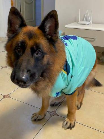 糯米:既当保姆又当保安,还是警校毕业的公务员_主人_时候_警犬基地