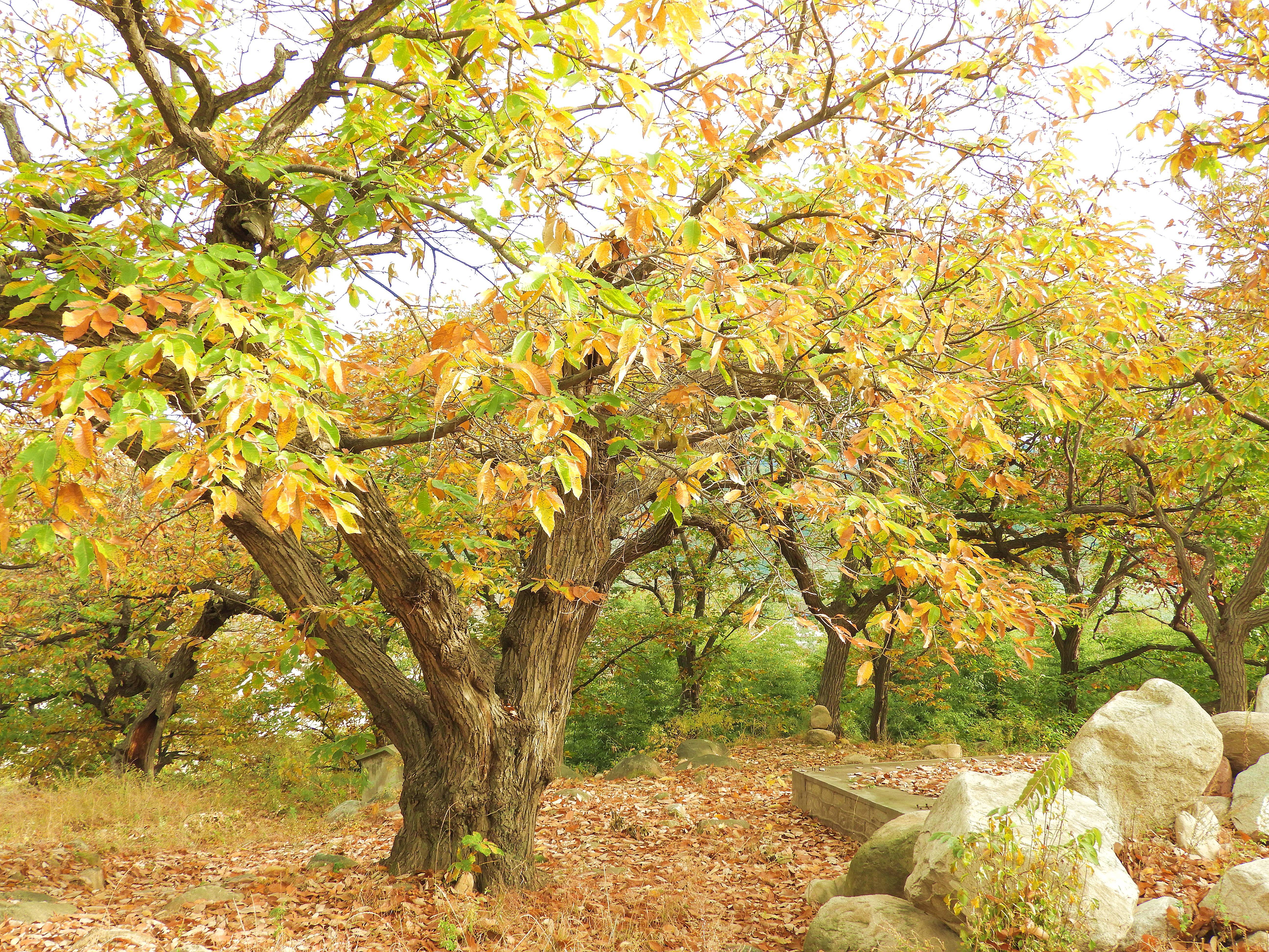 泰山板栗树