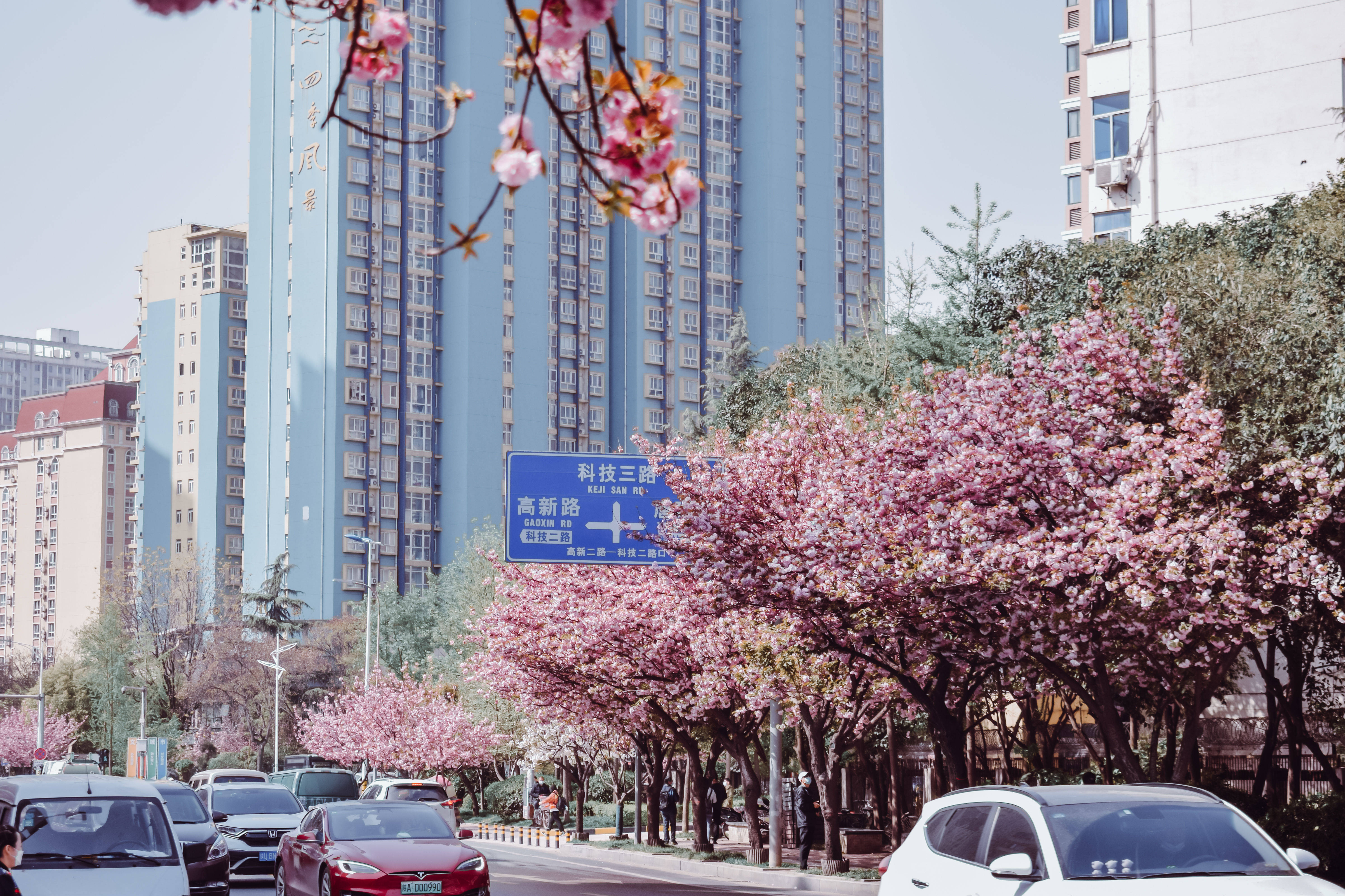 花开渐|以花为媒，来高新二路赴一场春之约