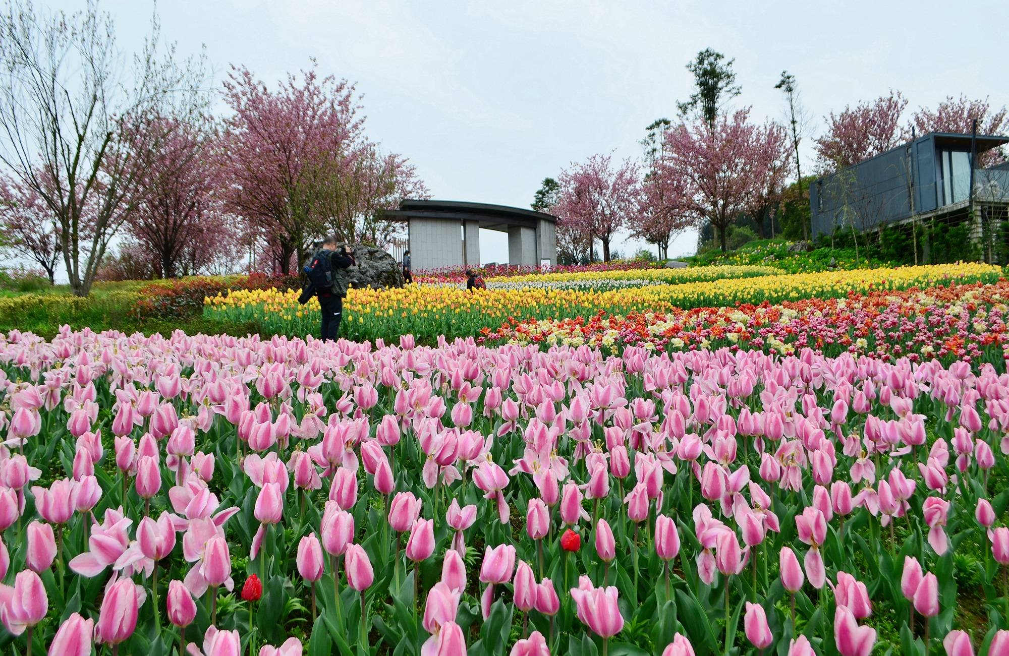 花开盛世郁见黑石雅安桌山黑石公园郁金香节惊艳启幕