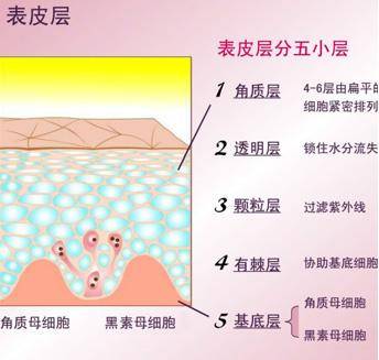 人体蓝芙—肌肤每层都住着什么？