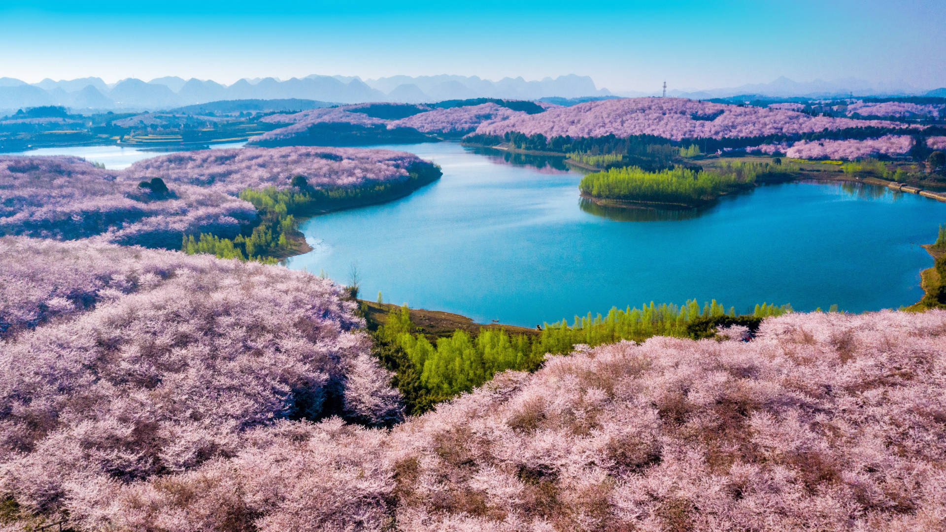 原创四月春色浓花开正当时狐椒文旅推出全国十大城市赏花胜地