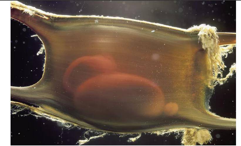 什么是美人鱼的钱包