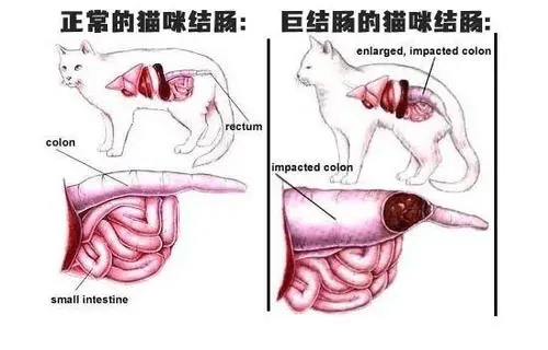 肠壁平滑肌图片